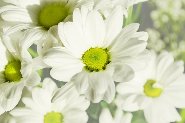 Useful Tips for Planting Summer Bulbs