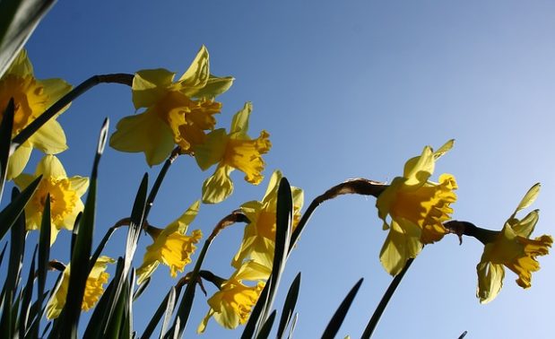 Brighten up your garden with daffodils this spring with these easy tips