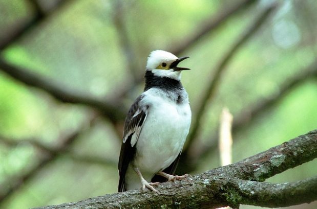 Bird Watch House