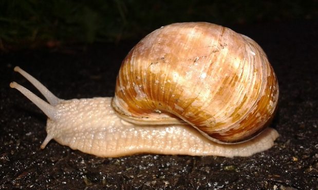 Combatting snails and slugs