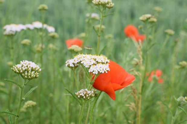 Let your garden borders live on the wild side